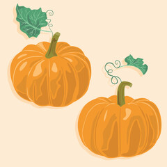 Two ripe pumpkins of different sizes with leaves. Autumn vegetables. Healthy country food.