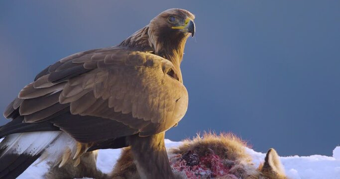 Slow motion of golden eagle eating on dead animal in the mountains at winter