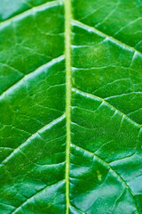 Vertical of single leaf close up with yellow veins visible background asset