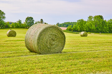 Large round hay bale sitting in field with other hay bales and distant green trees