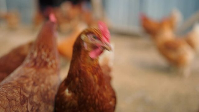 slow motion, Animal agriculture farming concept, chicken egg eating a food like a worm or insect organic raw, feed a hen in industry farm of agricultural business, fowl poultry having beak and feather