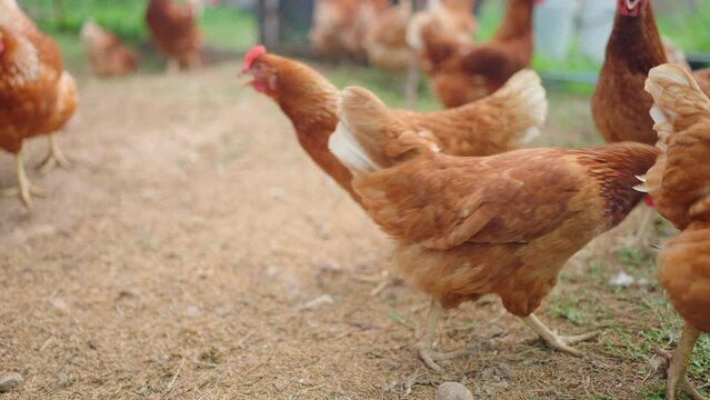 slow motion, Animal agriculture farming concept, chicken egg eating a food like a worm or insect organic raw, feed a hen in industry farm of agricultural business, fowl poultry having beak and feather