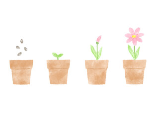 A simple watercolor hand drawn illustration of a plant growing from seeds to sprouts to blooming pink flowers / 種をまいて芽がでてピンクの花が咲く、植物の成長過程のシンプルな水彩手描きイラスト