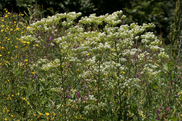 Blooming Peltaria angustifolia in Geminbeli Pass in Sivas