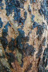 Close up old tree bark texture background, with different characters, perfect for natural theme