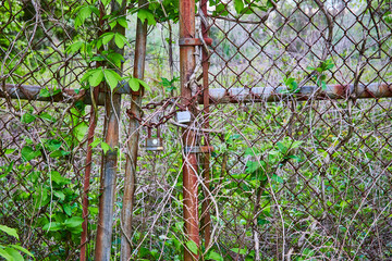 Silver color rusting gate, ivy, vines climbing metal chain, rusting lock wrapped around chain links