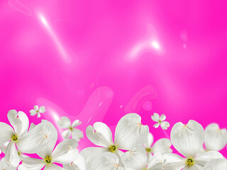 Beautiful white dogwood flowers on a hot pink shades background. Blurred and selective focus. Festive floral background
