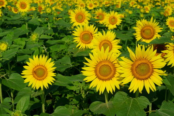  I often see sunflowers in the summer