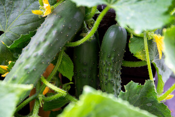 Close up of a cucumber on the plant. Natural gardening, growing vegetables