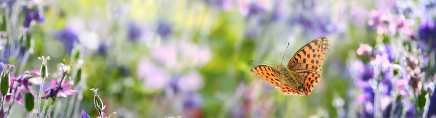 Schmetterling 1091