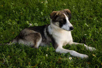 a dog without a leg, a dog, a pet