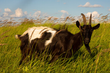 goat in the field, domestic animals, goat