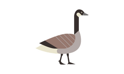 canada goose (Branta canadensis) flat style vector illustration