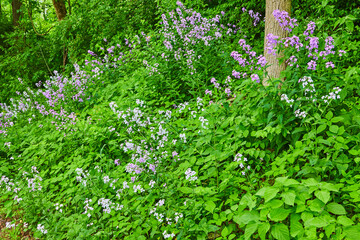 Hill covered in green plants and purple and white Dames Rocket and Oxalis Triangularis flowers