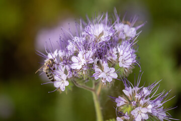 bee on a flower close up