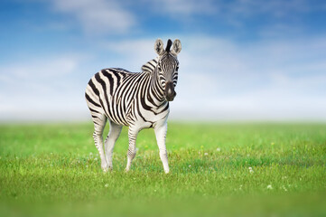 Zebra close-up portrait