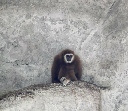 a photography of a monkey sitting on a rock in a zoo, there is a monkey sitting on a rock in the middle of a cave.