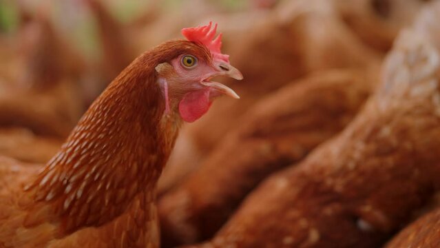 slow motion, Animal agriculture farming concept, chicken egg eating a food like a worm or insect organic raw, feed a hen in industry farm of agricultural business, fowl poultry having beak and feather