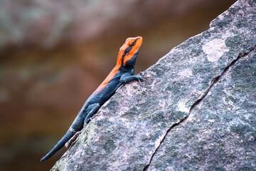 lizard on a rock