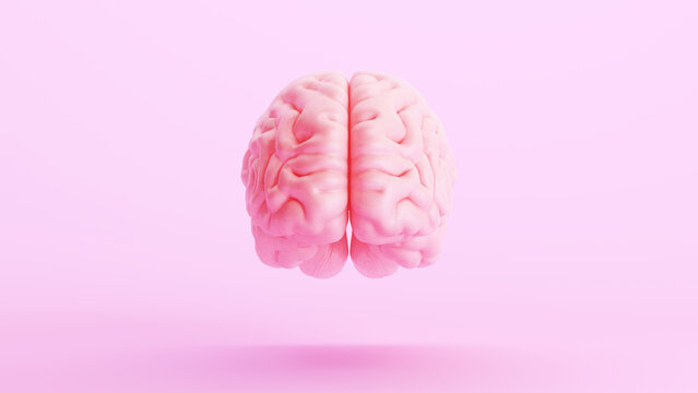Pink brain anatomy mind intelligence medical organ science pink background front view 3d illustration render digital rendering