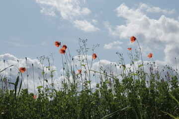 A row of small wild poppies in grass field against a mountain landscape blue sky background on a sunny summer day.