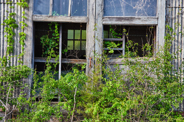 Old wooden structure, abandoned, broken door, shattered windows, overgrown, barn wood