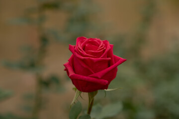 Red rose in flower garden