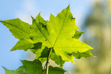 Summer branches of maple tree with fresh green leaves