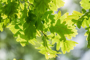 Fototapeta na wymiar Green oak leaves on a natural blurred background.