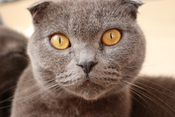 my gray scottish fold cat