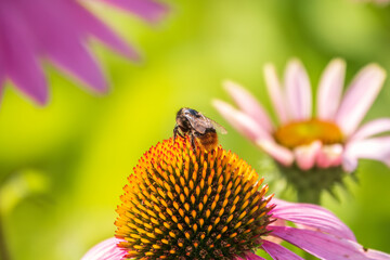 A closeup shot of a bee collecting pollen on a purple echinacea flower