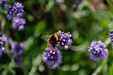 Bumblebee collecting pollen on lavender, bombus