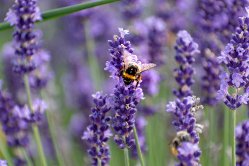 Bumblebee collecting pollen on lavender, bombus