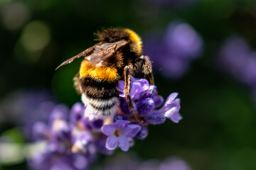 Bumblebee collecting pollen on lavender, bombus