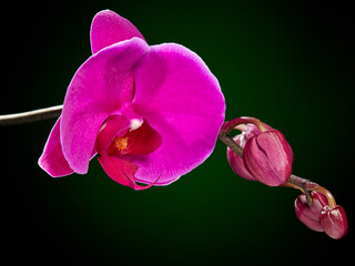 Two beautiful blooming flowers of the phalaenopsis orchid are purple in color with still unopened buds, on a beautiful dark background. Horizontal arrangement. - 626814289
