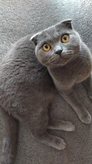 Cute gray scottish fold cat