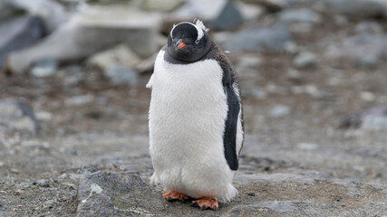 Naklejka premium Close up portrait of one gentoo penguin walking in the snow of Antarctica