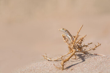 Schreiber's fringe-fingered lizard
