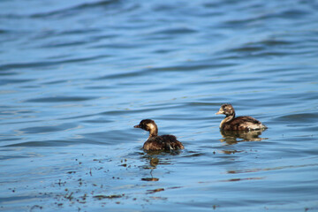 Two little Grebe (Tachybaptus ruficollis) birds swimming in blue water.