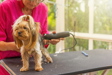 Woman is grooming Yorkshire terrier. There is a free space for your text. 