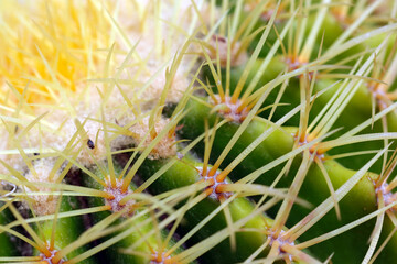 Golden barrel cactus thorns extending in a beautiful geometric pattern (Nature closeup macro photograph)