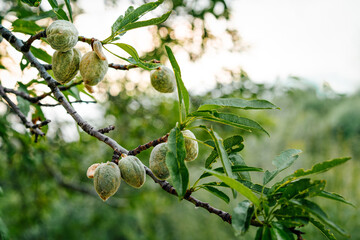 branch of an almond tree © adrianad