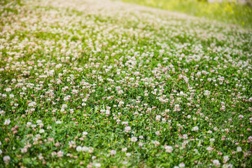 Blooming white clover on meadow in sunny weather, selective focus
