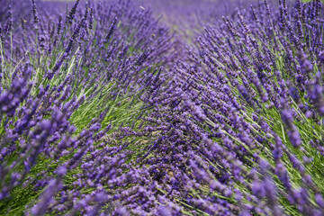Naklejka na ściany i meble Bushes of the blooming lavender, close-up in selective focus