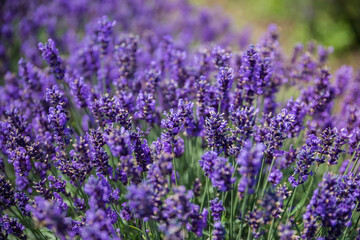Stems of the blooming lavender, close-up in selective focus