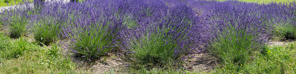 Panorama of the blooming lavender field in sunny day