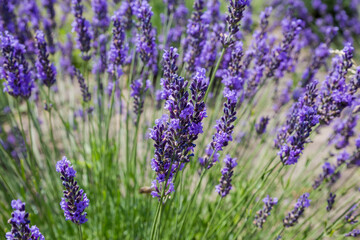 Stems of blooming lavender in sunny day close-up