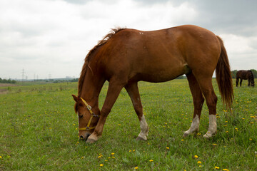 Obraz premium horse graze on green summer grass meadow summer photo