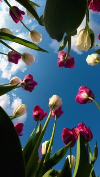 Red and white tulips below the blue sky. Vertical video