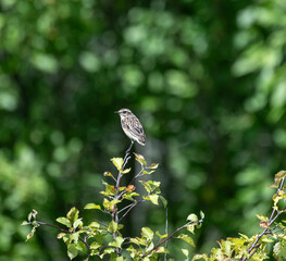 beautiful bird with natural conditions in the swamp on the hunt on a sunny summer day